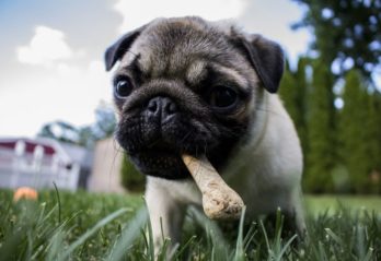 hundefoder
